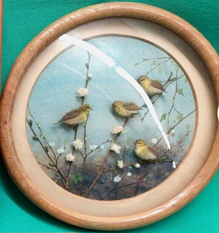 Woodwarbler and Young (7-inch)